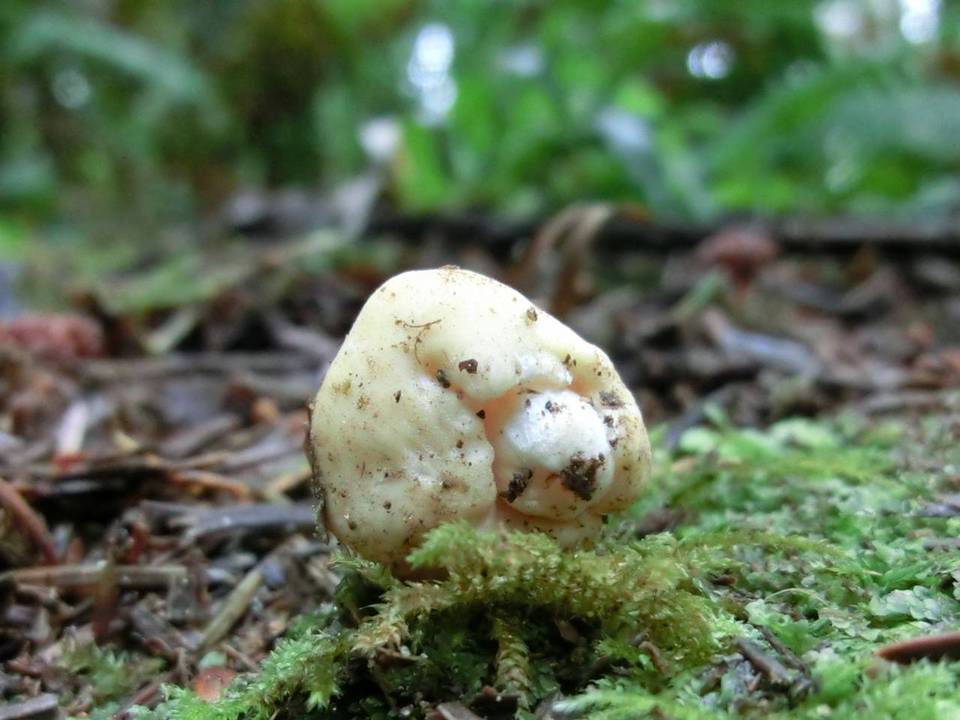 Macowanites luteolus image