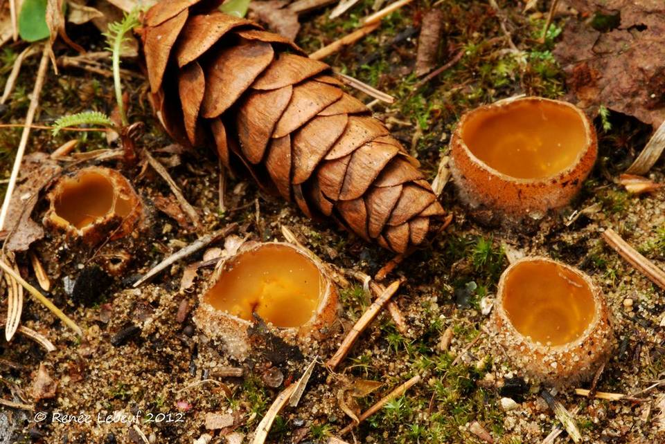 Geopora pellita image