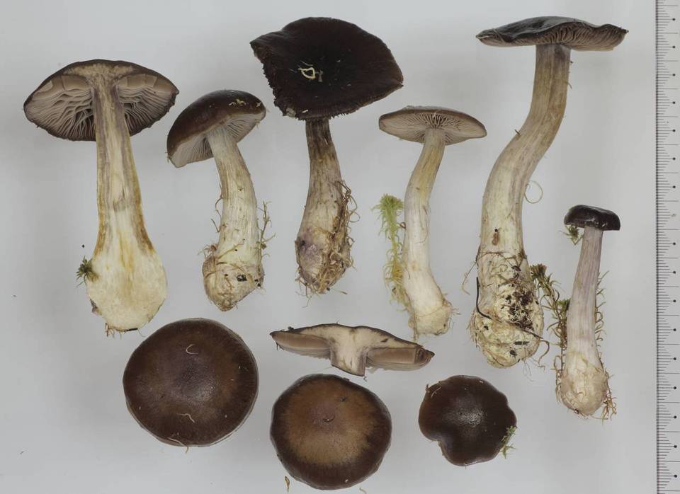 Cortinarius scaurus var. sphagnophilus image
