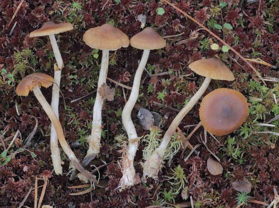 Cortinarius striaepilus image