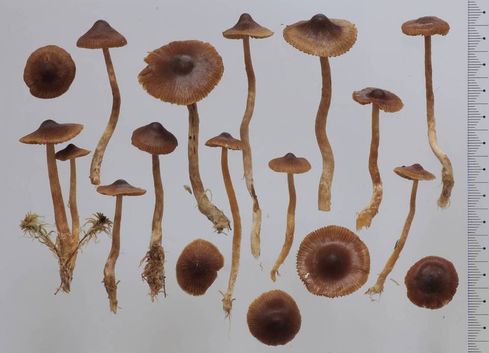 Cortinarius striaepilus image