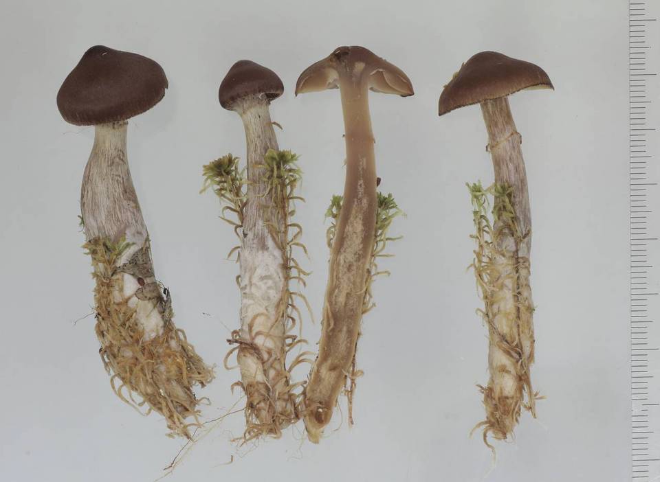 Cortinarius flos-paludis image