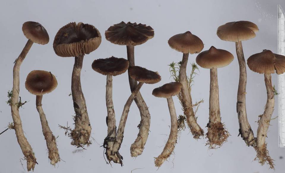 Cortinarius flos-paludis image