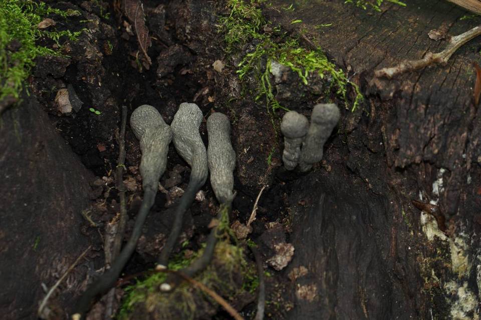 Xylaria grammica image