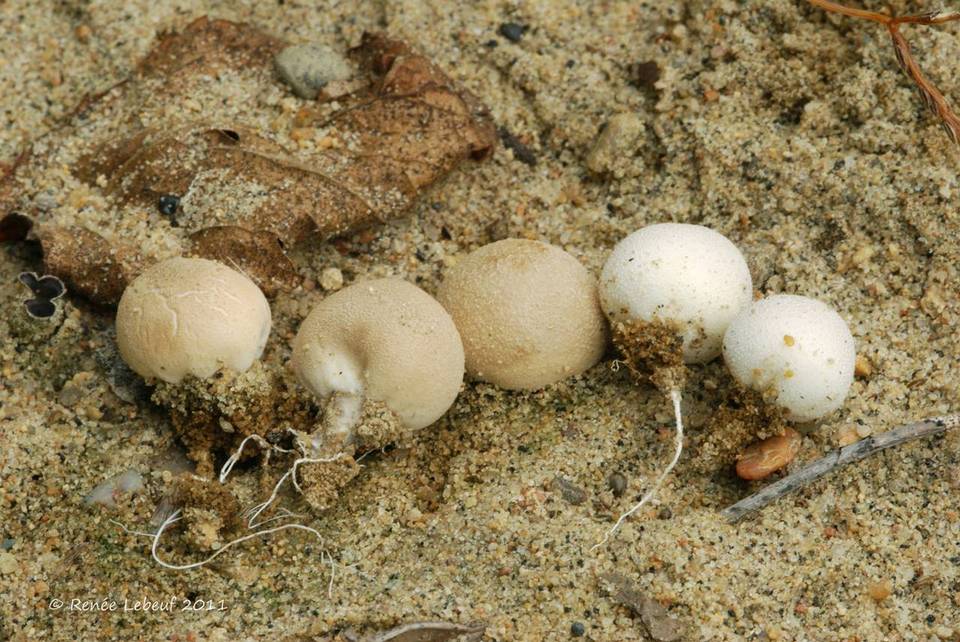 Lycoperdon dermoxanthum image