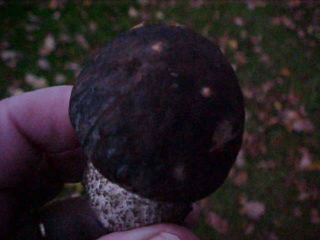 Leccinum griseonigrum image