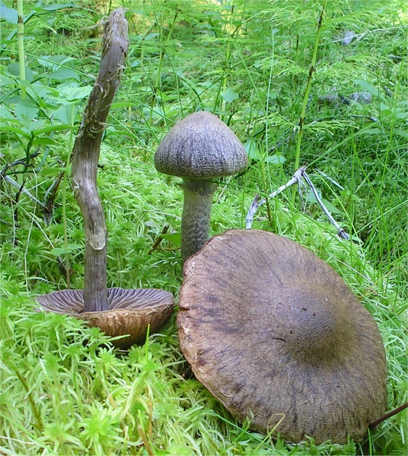 Cortinarius ionophyllus image