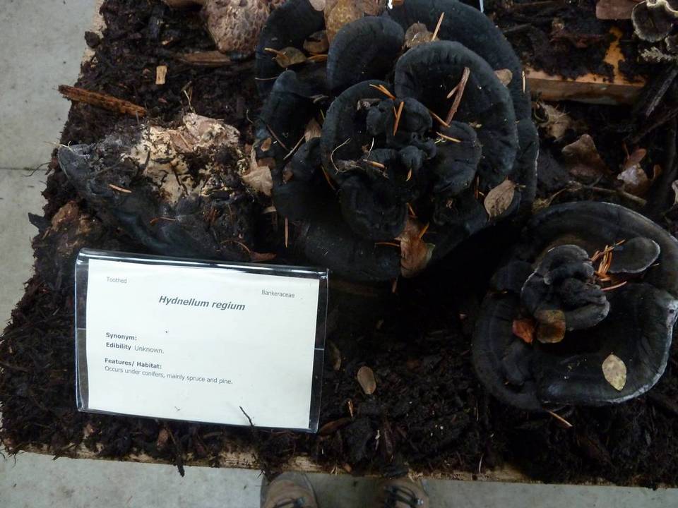 Hydnellum regium image
