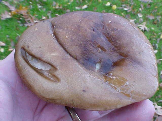 Leccinum griseonigrum image