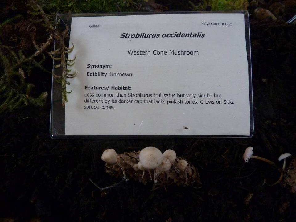 Strobilurus occidentalis image