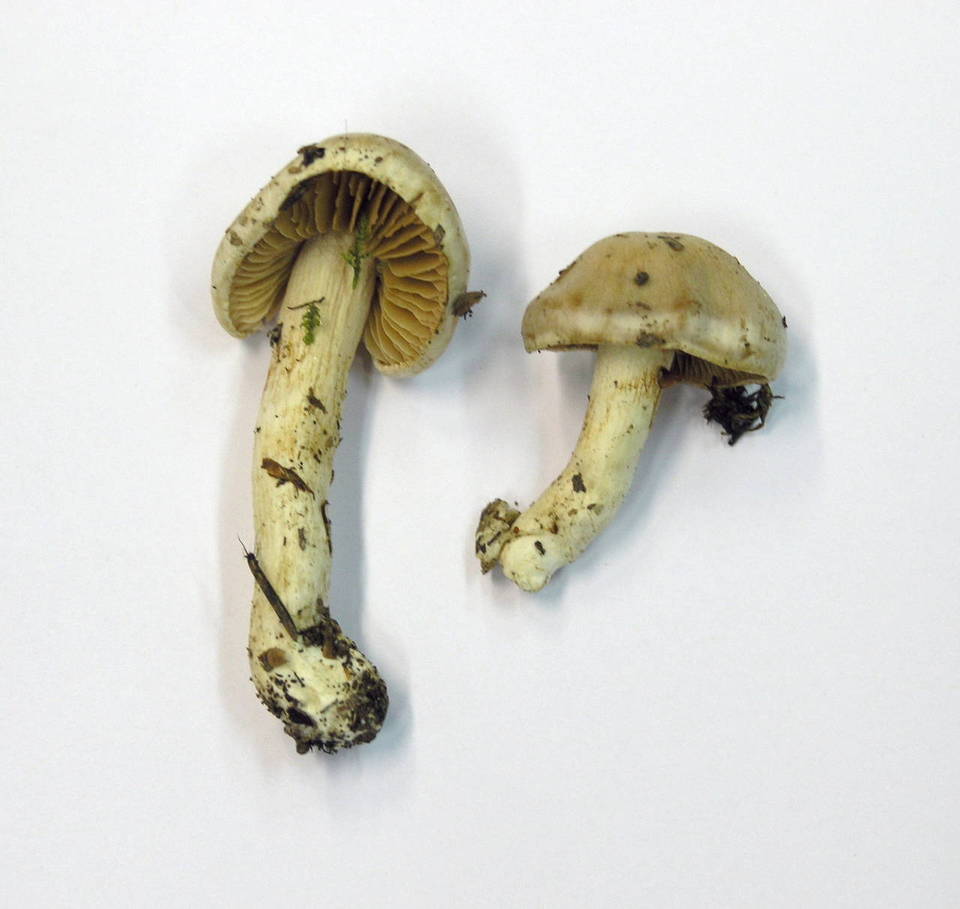 Cortinarius cristallinus image