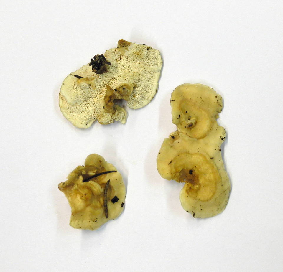 Loweomyces wynnei image