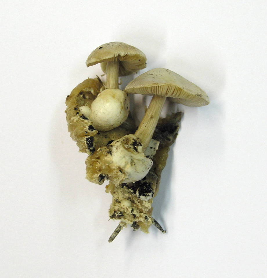 Volvariella surrecta image