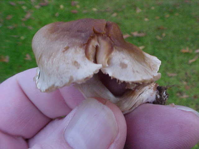 Collybia oregonensis image