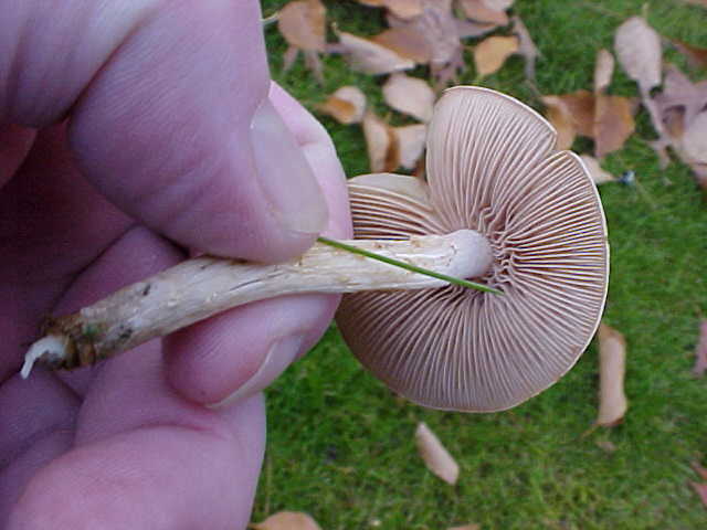Collybia oregonensis image