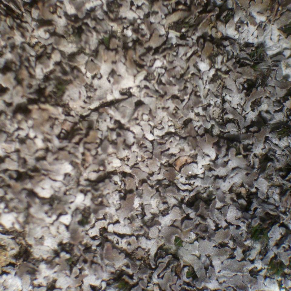 Physconia muscigena image