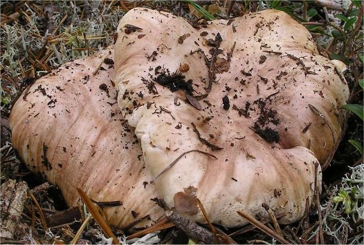 Tricholoma roseoacerbum image