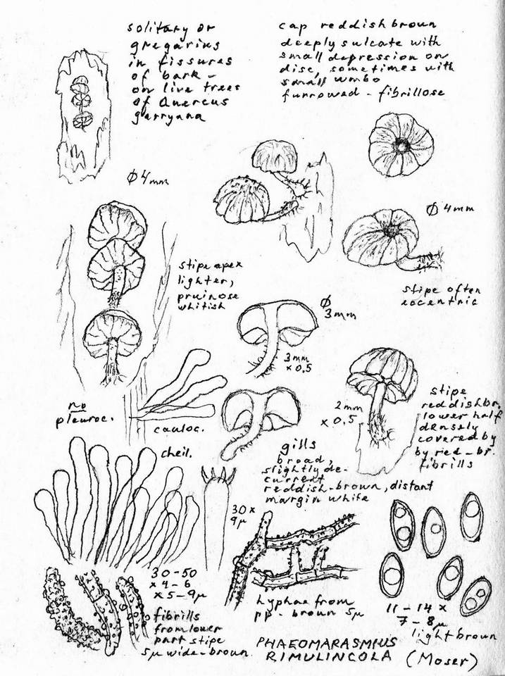 Phaeomarasmius rimulincola image