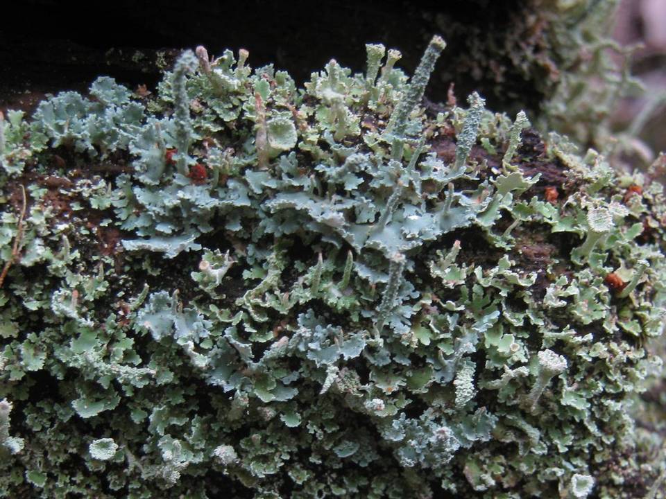 Cladonia polydactyla image