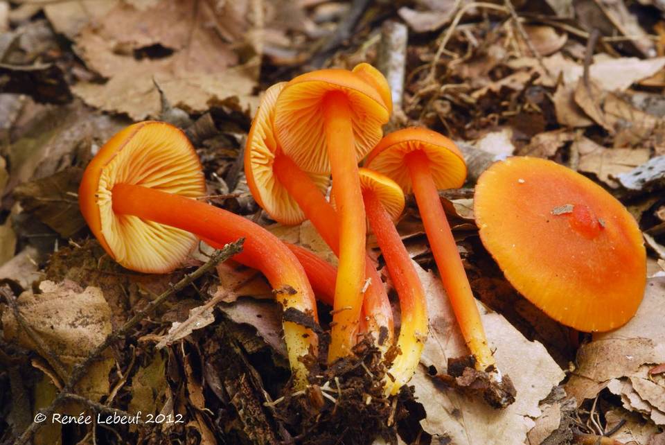 Hygrocybe subpapillata image