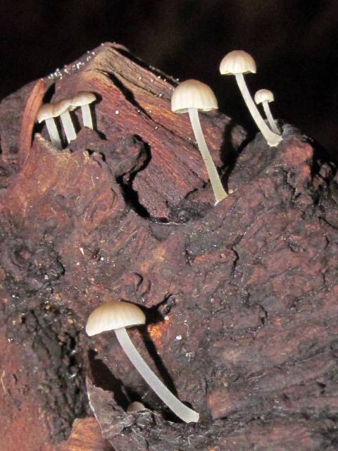 Mycena madronicola image