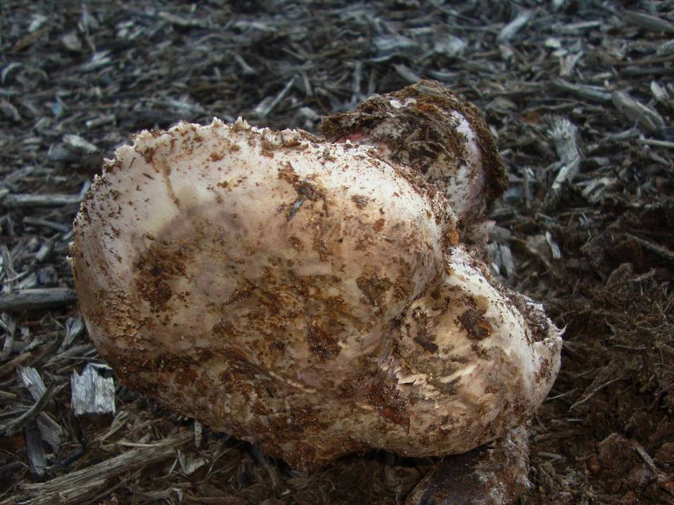 Agaricus pequinii image