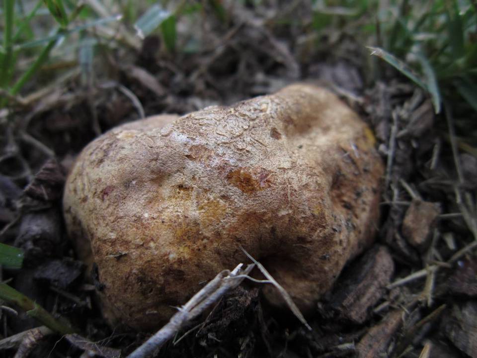 Scleroderma reae image