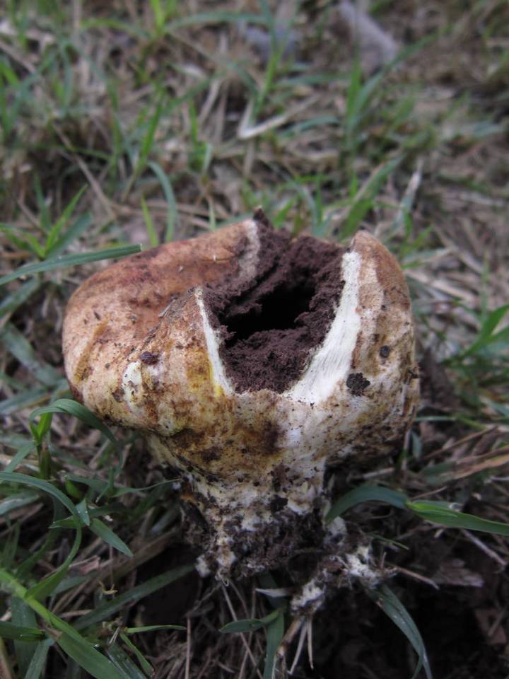 Scleroderma reae image