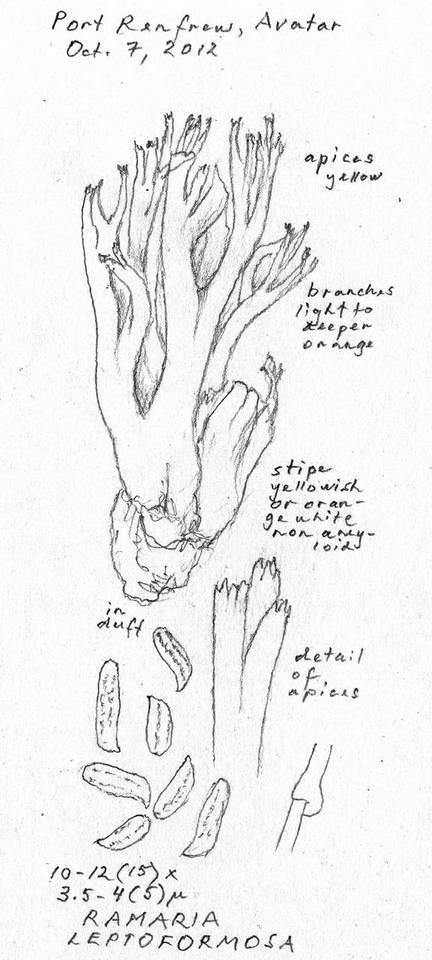 Ramaria leptoformosa image