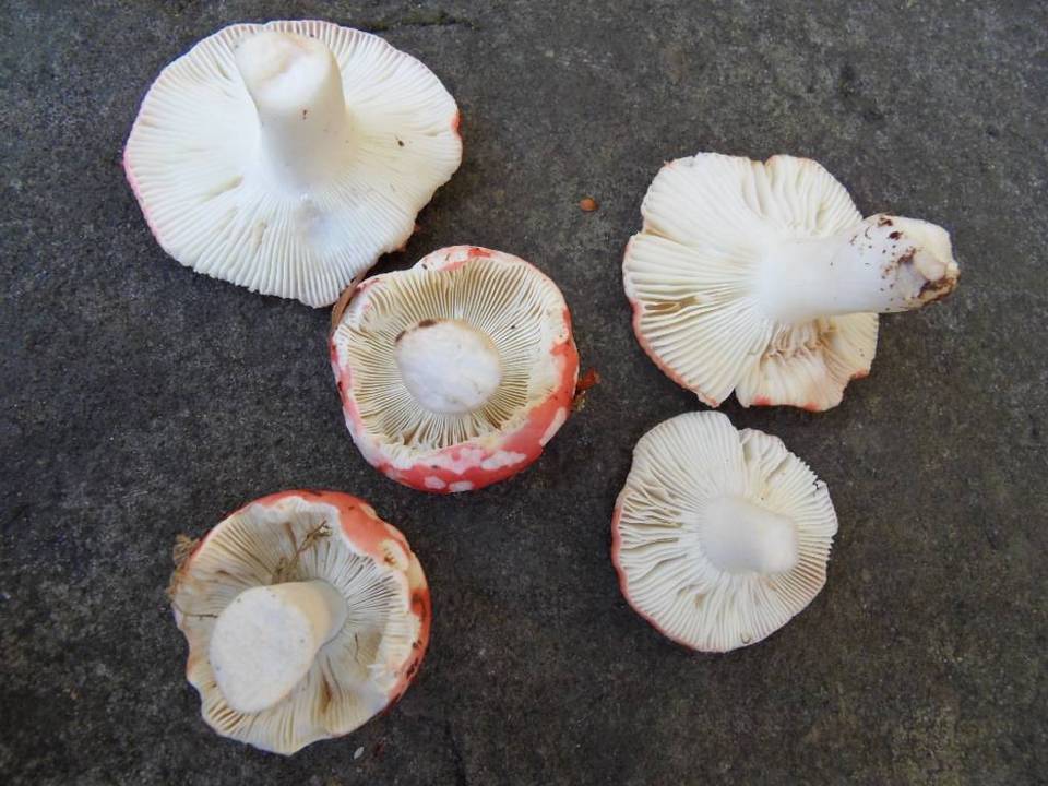Russula nobilis image