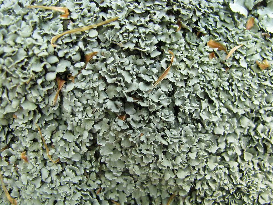 Cladonia petrophila image