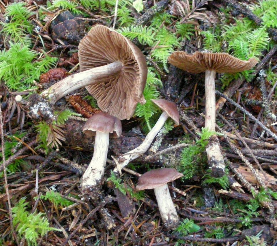 Cortinarius athabascus image