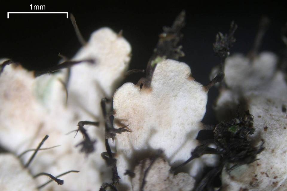 Heterodermia casarettiana image