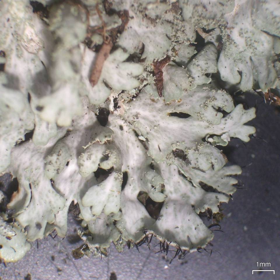 Heterodermia crocea image