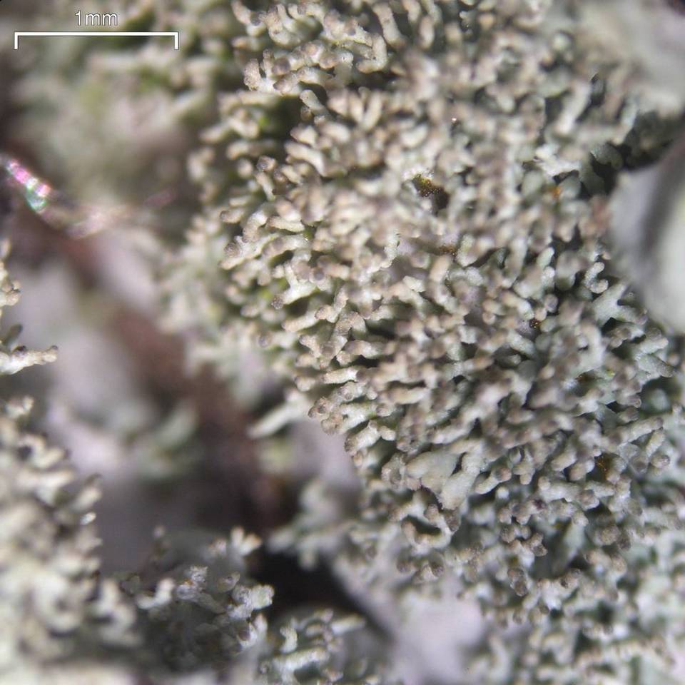 Heterodermia crocea image