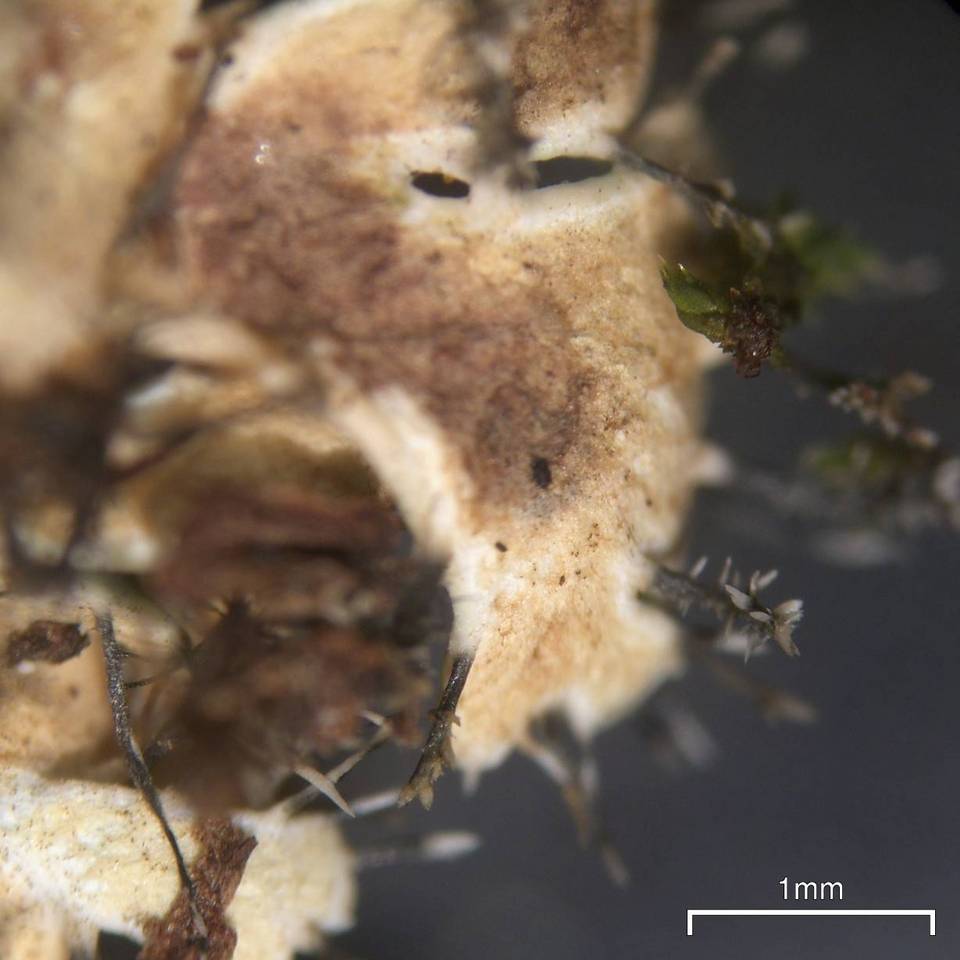 Heterodermia crocea image