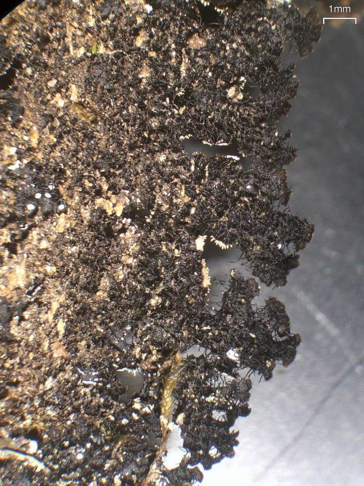 Parmelinopsis horrescens image