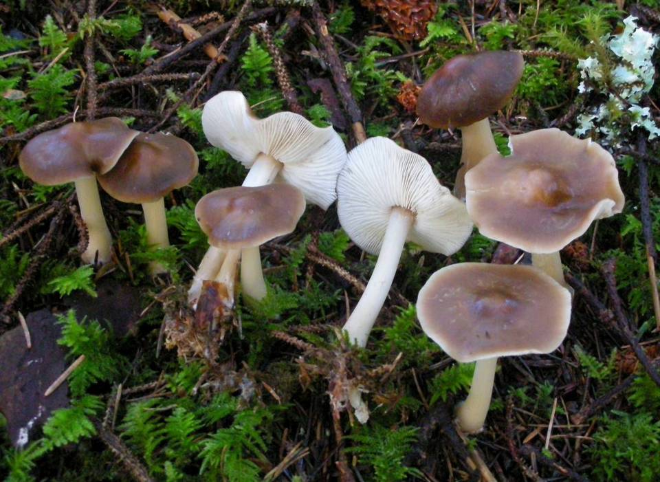 Rhodocollybia butyracea f. butyracea image
