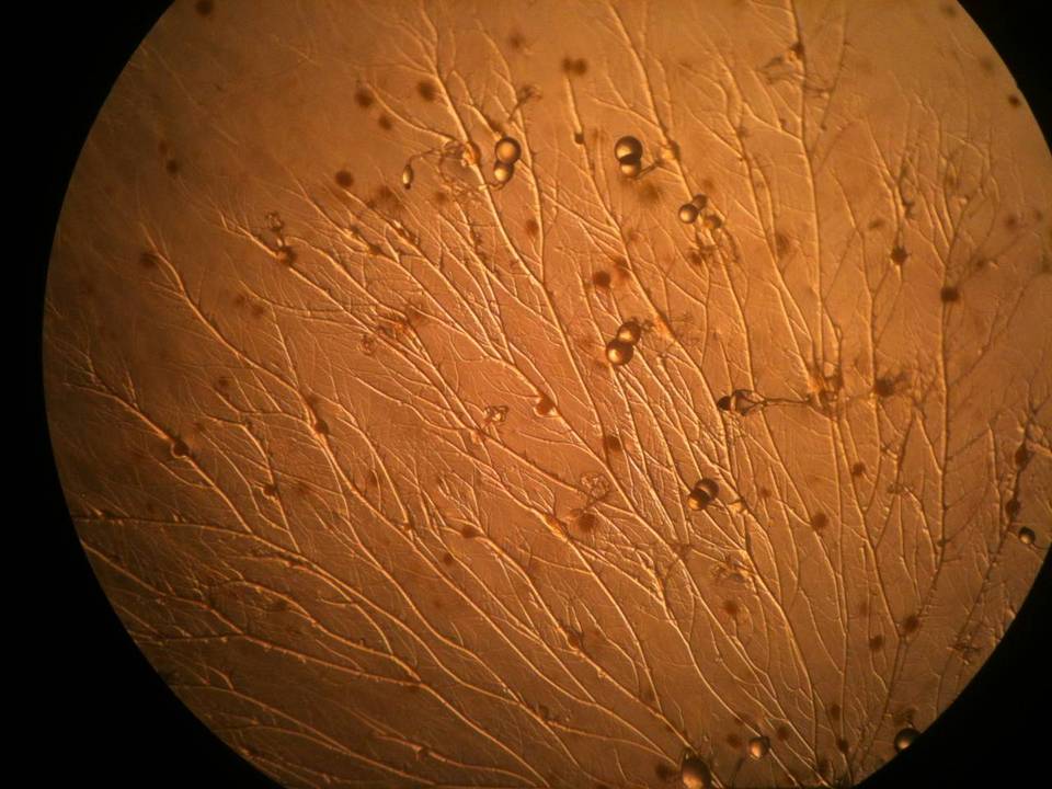 Pilobolus kleinii image