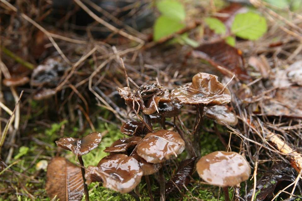 Psilocybe serbica image