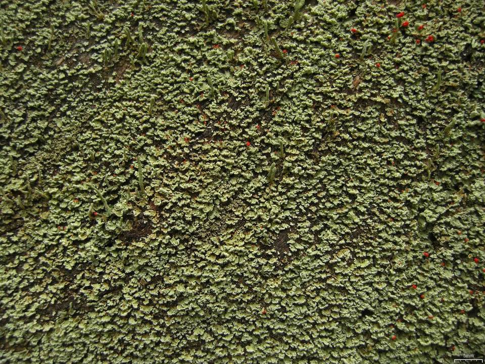 Cladonia incrassata image