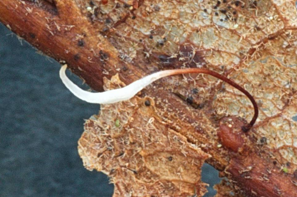 Typhula erythropus image