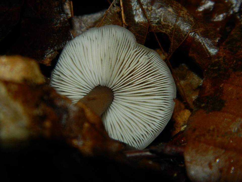 Rhodocollybia prolixa var. distorta image