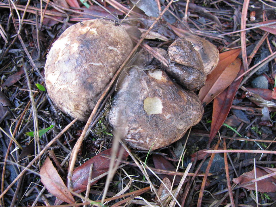 Rhizopogon ellenae image