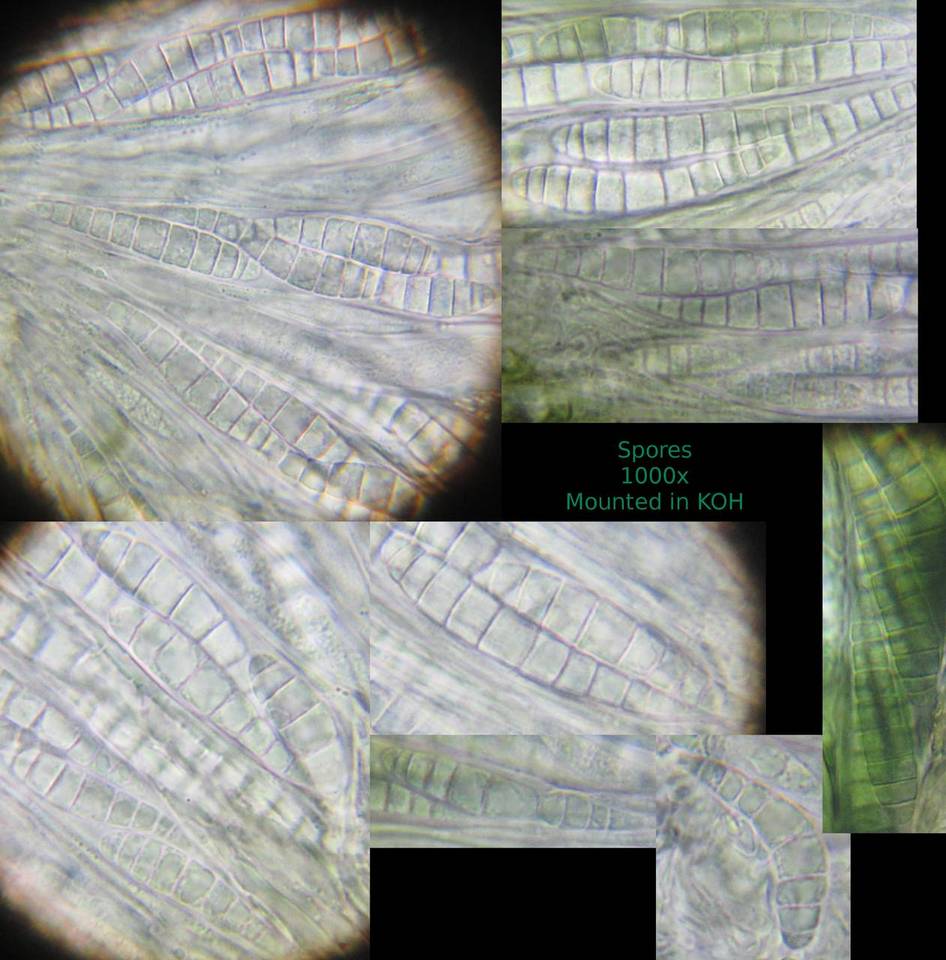 Patellaria atrata image