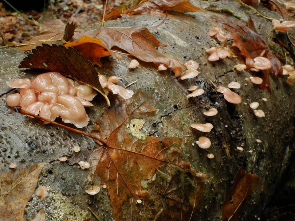 Pleurotopsis longinqua image