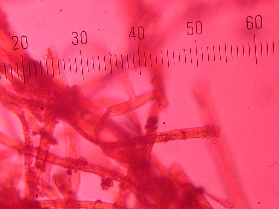 Phanerochaete sanguinea image