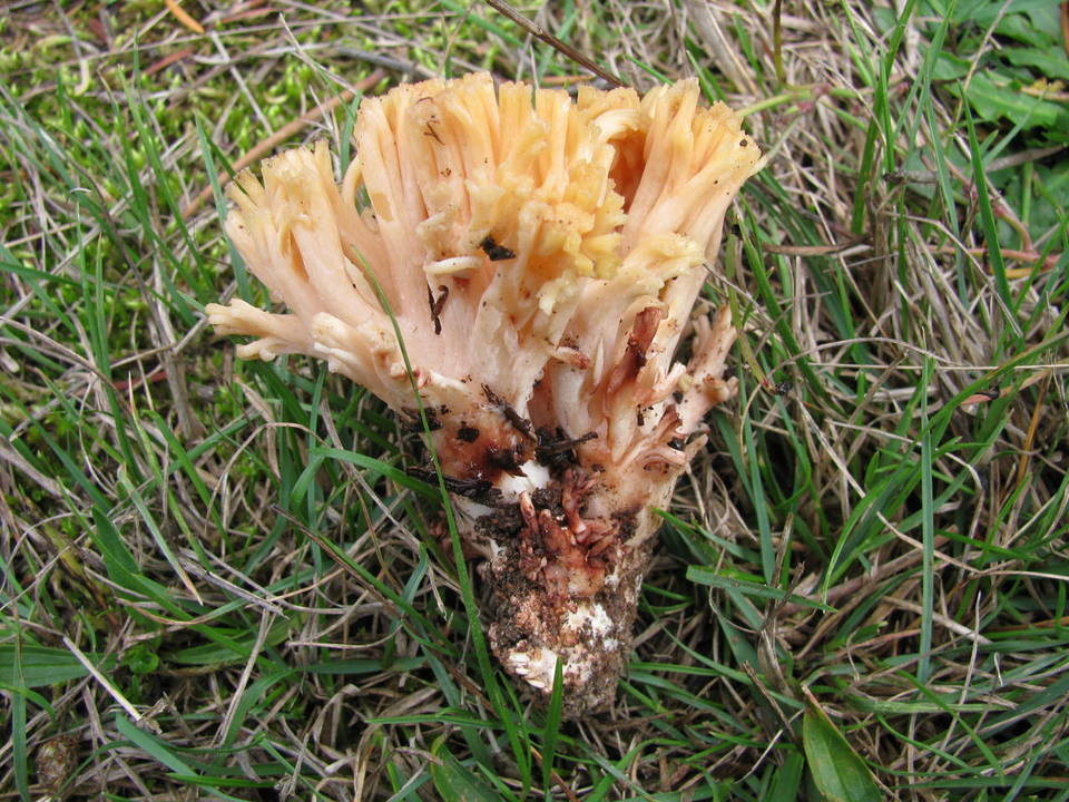 Ramaria sanguinea image