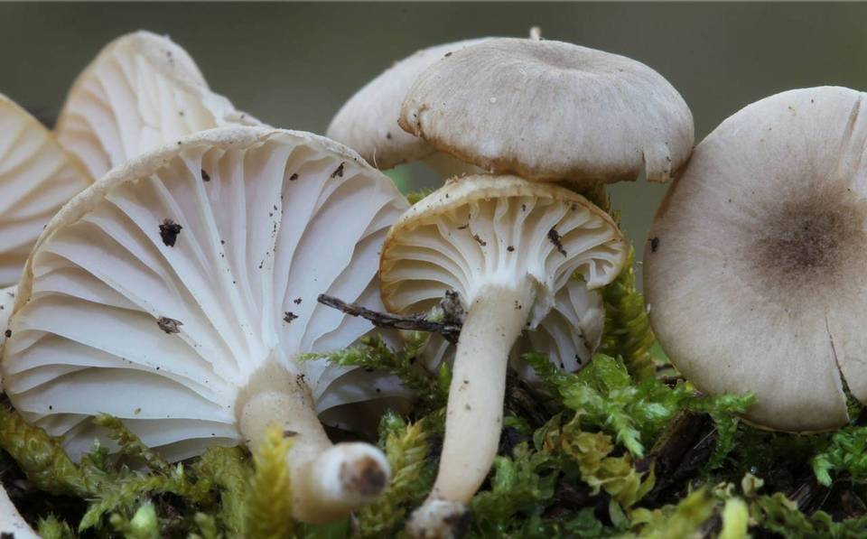 Hygrocybe virginea var. fuscescens image