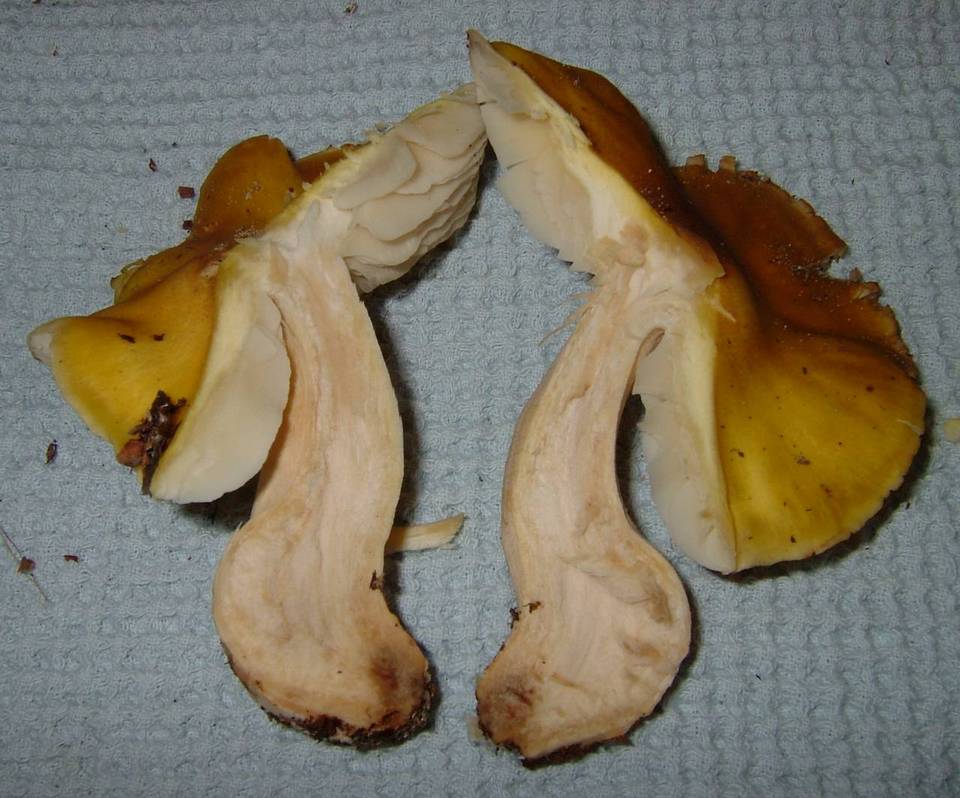 Tricholoma fumosoluteum image